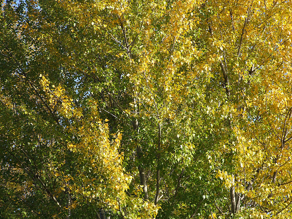Herbst - Gelbe Blätter an einem Baum - Kostenloses Hintergrundbild