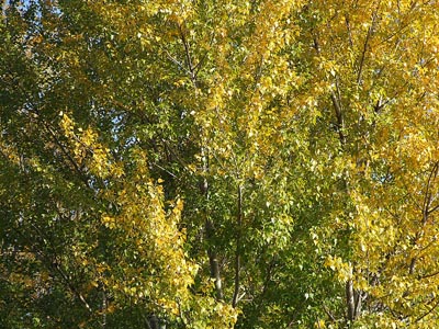 Herbst 009 - Gelbe Blätter an einem Baum