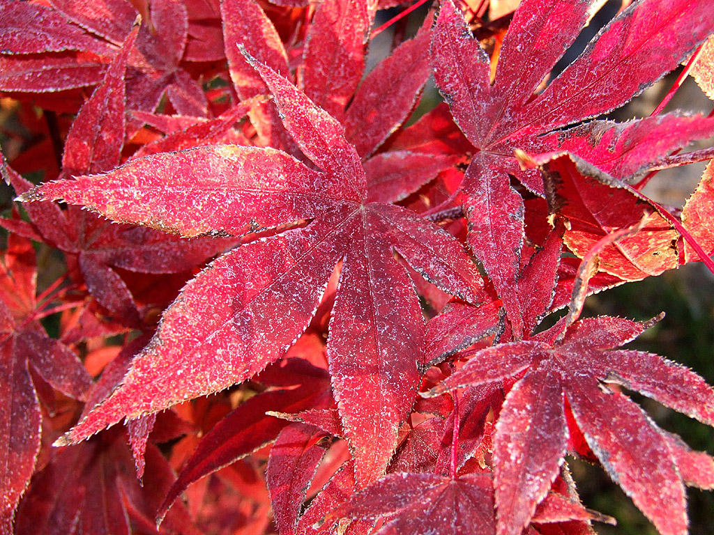 Herbst - rote Blätter - Kostenloses Hintergrundbild