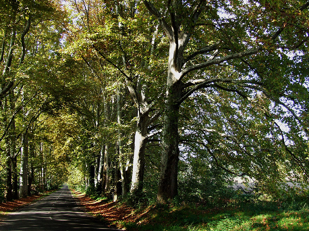 Herbst - Waldweg - Kostenloses Hintergrundbild