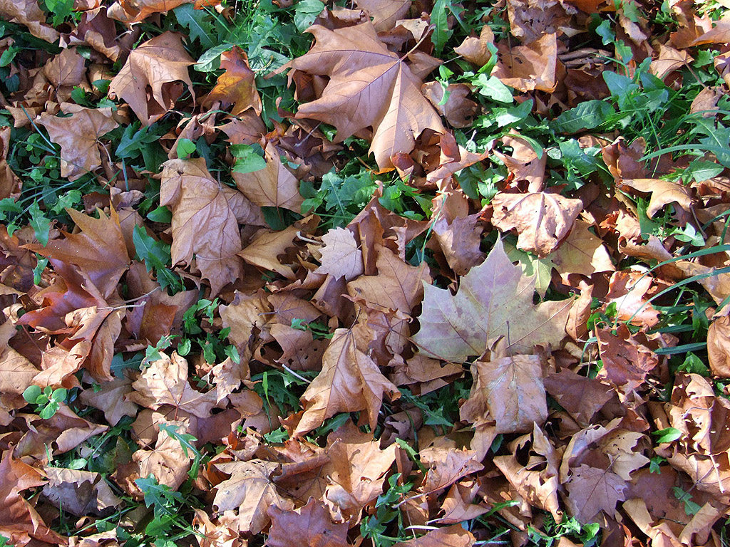 Herbst - Laubstreu - Kostenloses Hintergrundbild