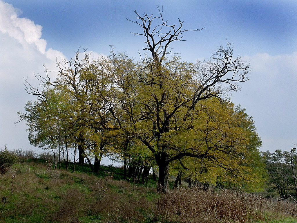 Herbst - Bäume am Hügel - Kostenloses Hintergrundbild