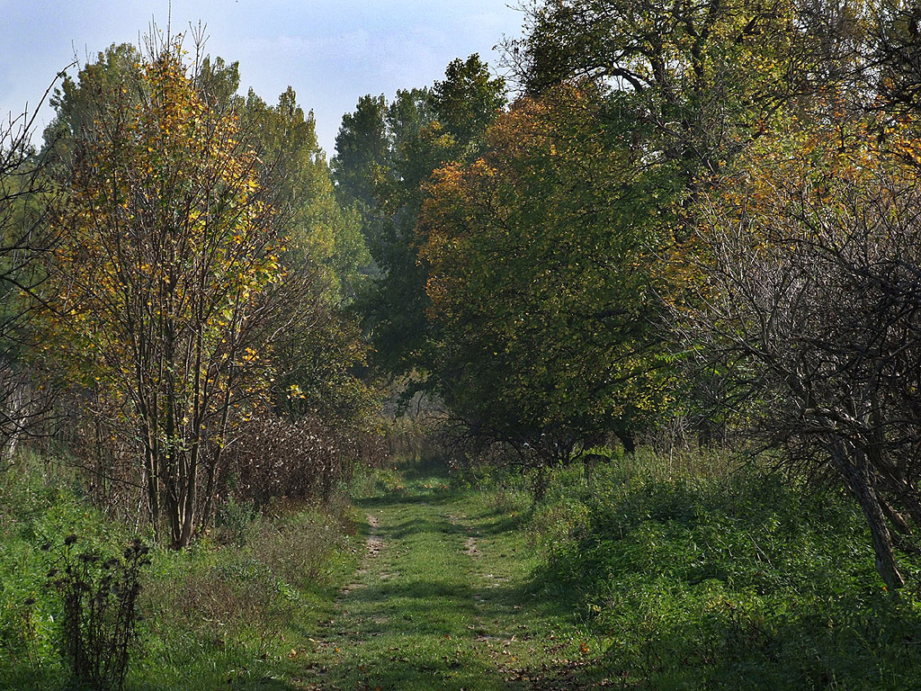 Herbst - Forstweg - Kostenloses Hintergrundbild