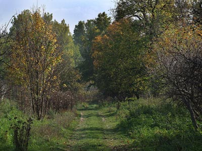 Herbst 015 - Forstweg