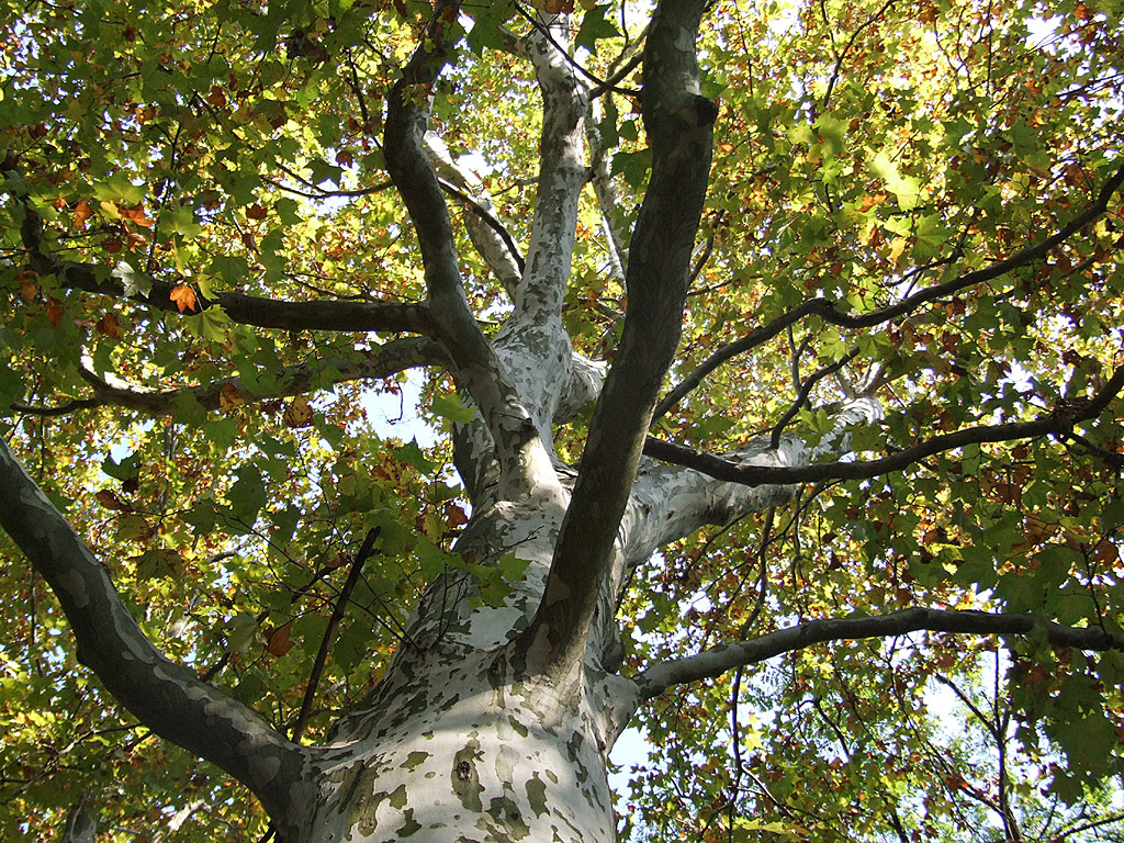 Herbst - Baum von Unten - Kostenloses Hintergrundbild