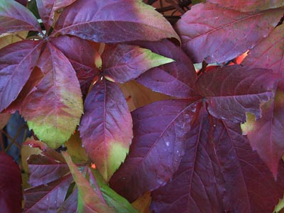 Herbst 017 - Rote, braune blätter