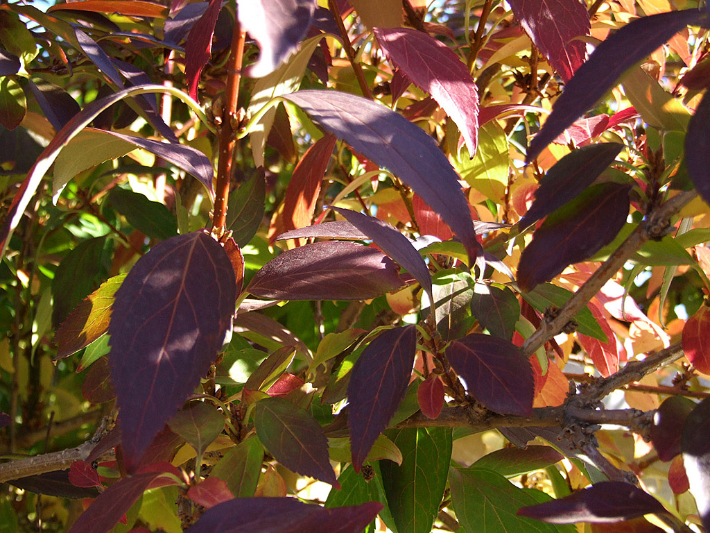 Herbst - Rote, braune blätter - Kostenloses Hintergrundbild