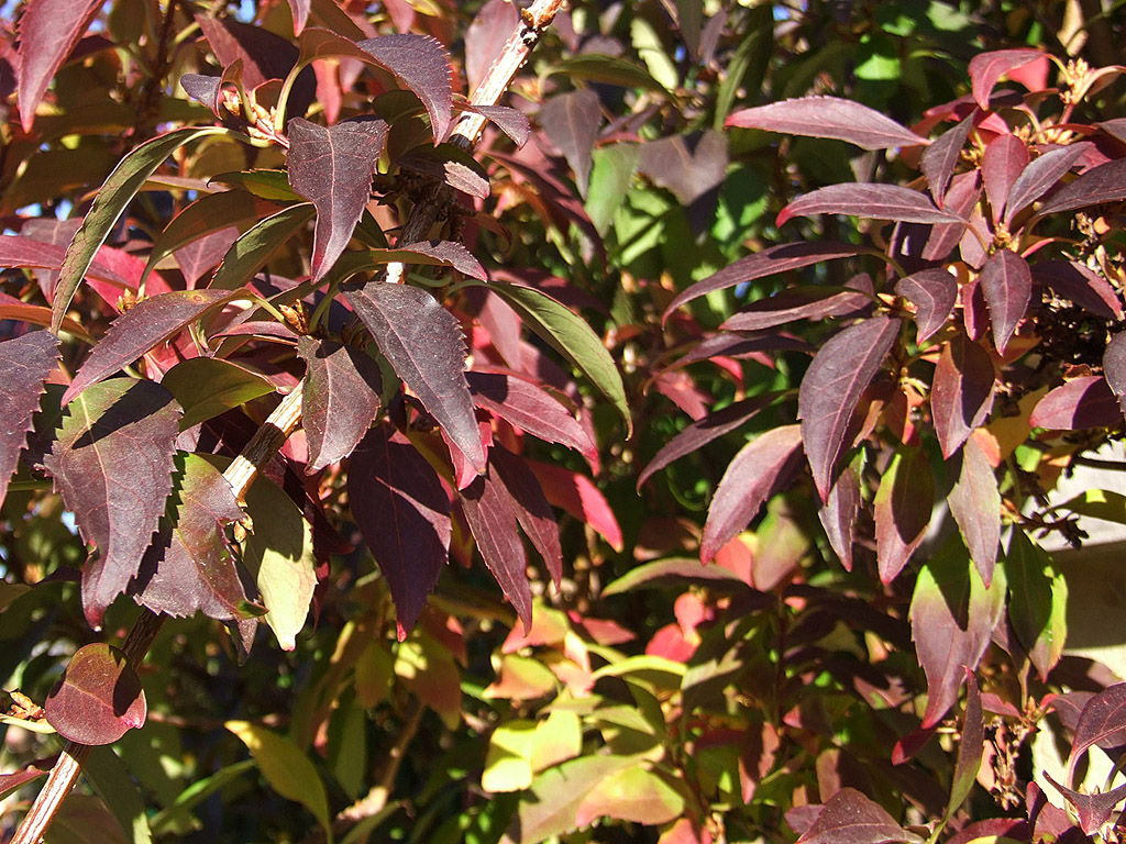 Herbst - Rote, braune blätter - Kostenloses Hintergrundbild