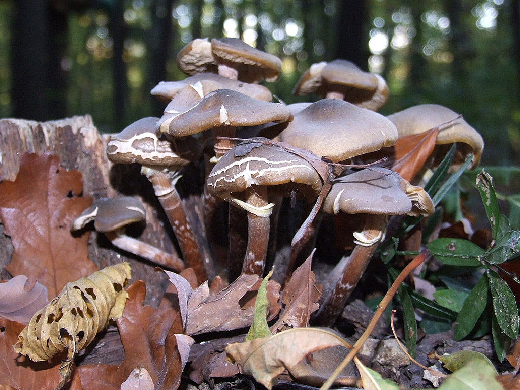 Herbst - Braune Pilzen - Kostenloses Hintergrundbild