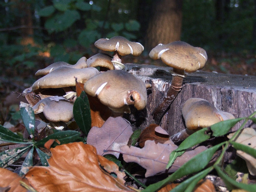 Herbst - Braune Pilzen - Kostenloses Hintergrundbild