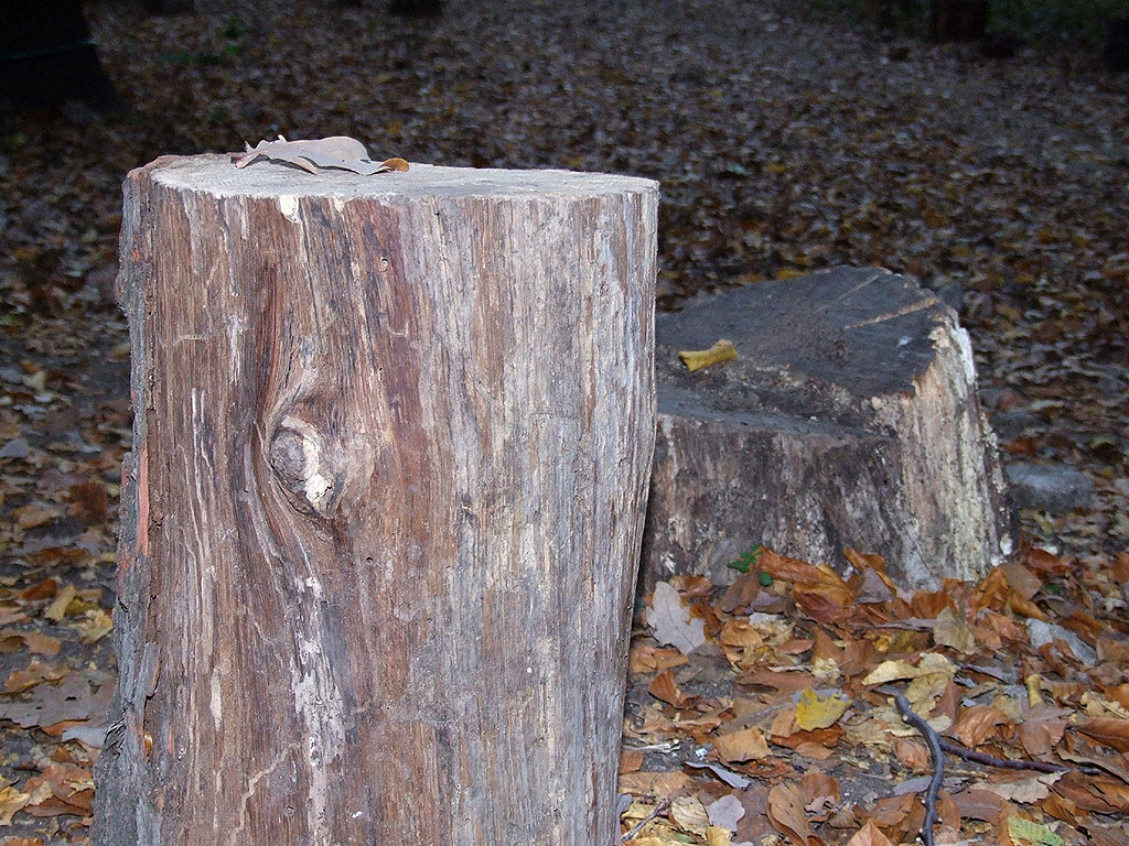 Herbst - Baumstämmen, Laubstreu - Kostenloses Hintergrundbild