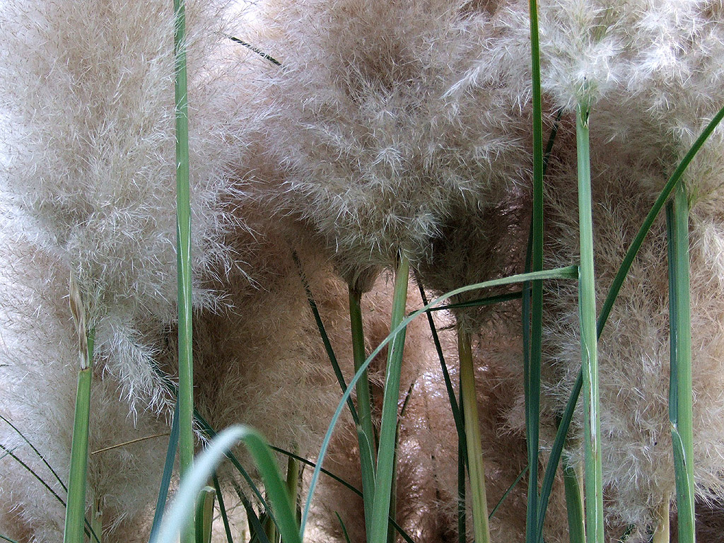 Herbst - Kostenloses Hintergrundbild