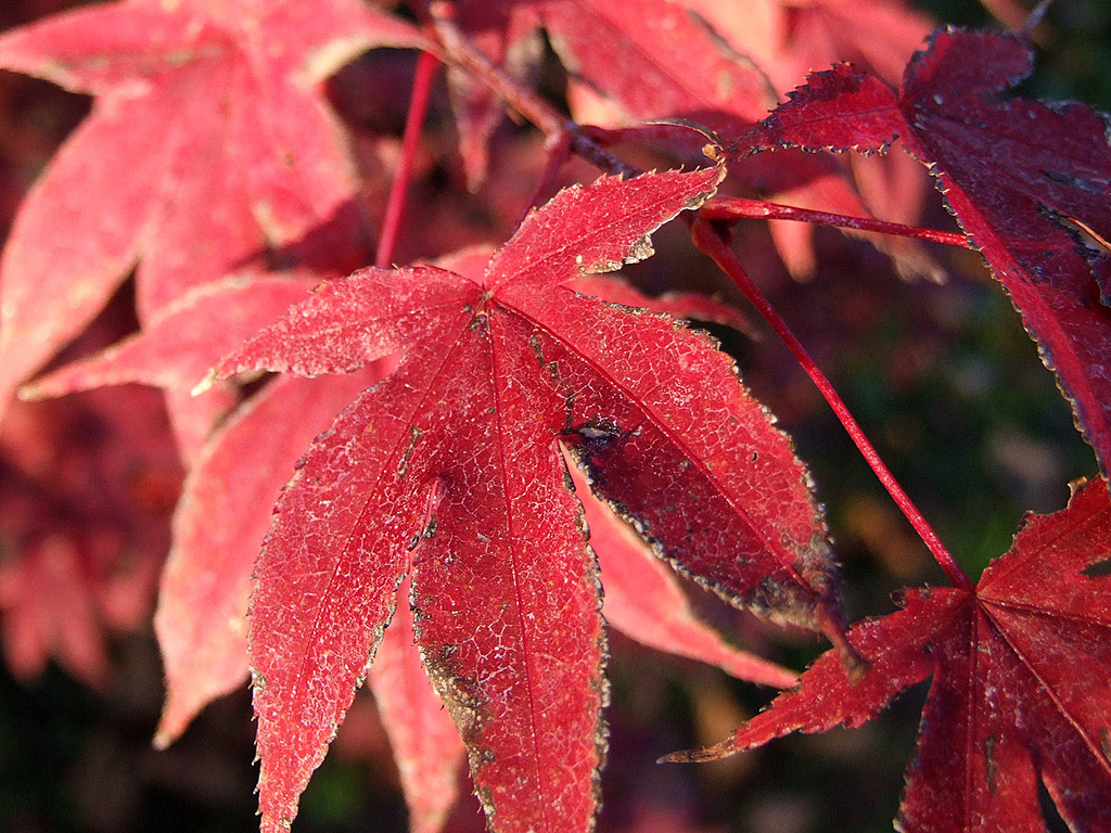 Herbst - Rote Blätter - Kostenloses Hintergrundbild