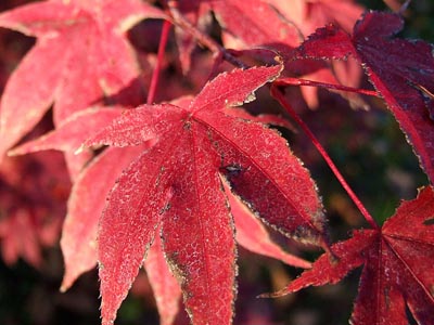 Herbst 028 - Rote Blätter