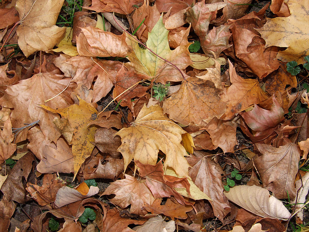 Herbst - Laubstreu, braune Blätter - Kostenloses Hintergrundbild