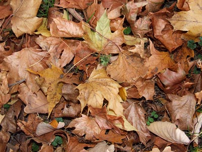 Herbst 029 - Laubstreu, braune Blätter
