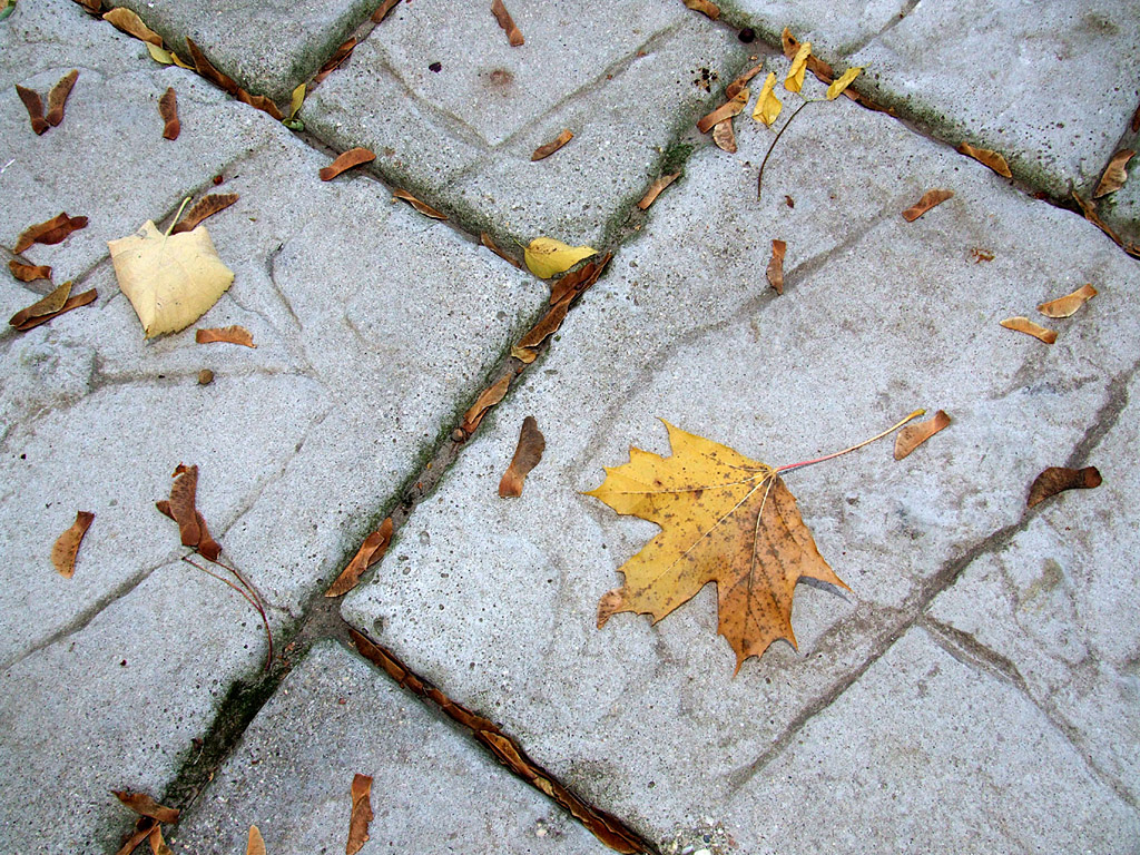 Herbst - Gelbes Herbstblatt auf Steinweg - Kostenloses Hintergrundbild