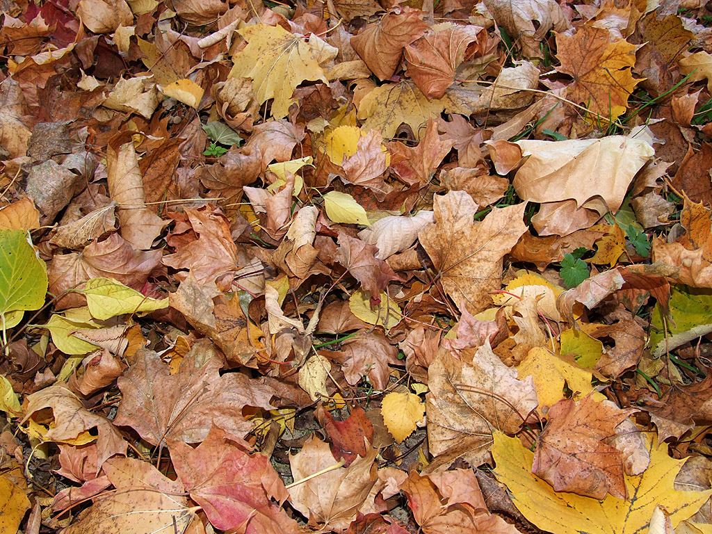 Herbst - Laubstreu, gelbe und braune Blätter - Kostenloses Hintergrundbild