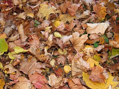 Herbst 032 - Laubstreu, gelbe und braune Blätter