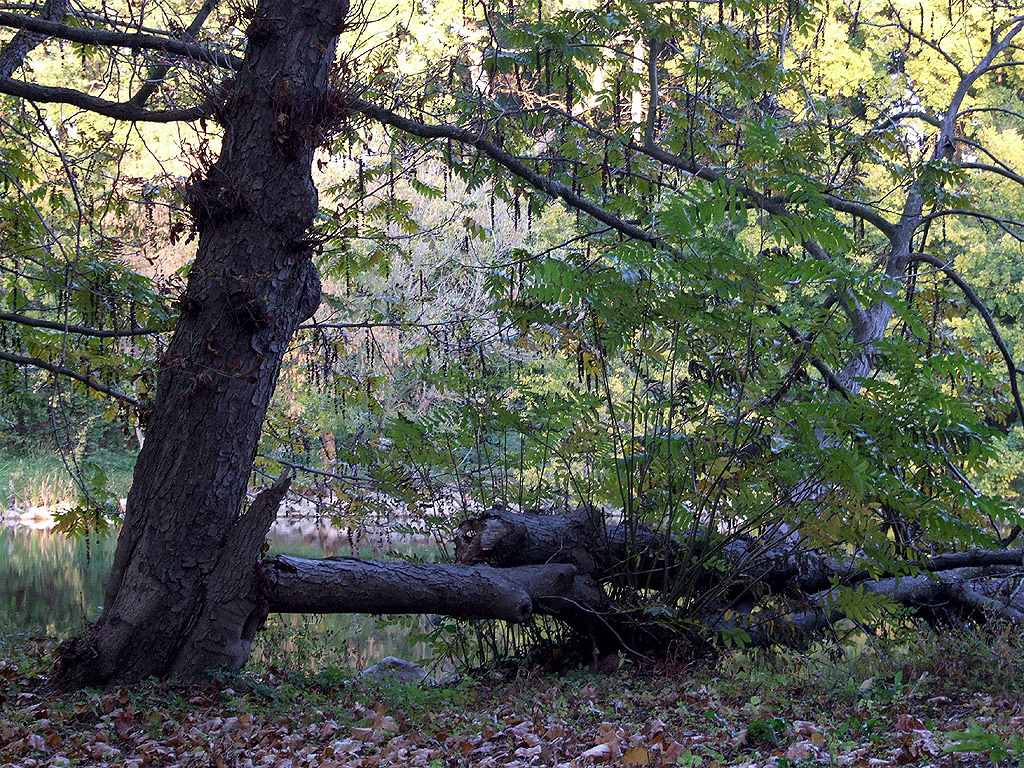 Herbst - Baumstämme am Ufer - Kostenloses Hintergrundbild