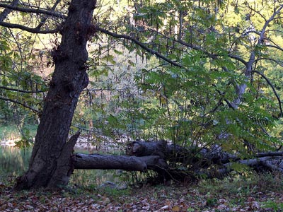 Herbst 037 - Baumstämme am Ufer