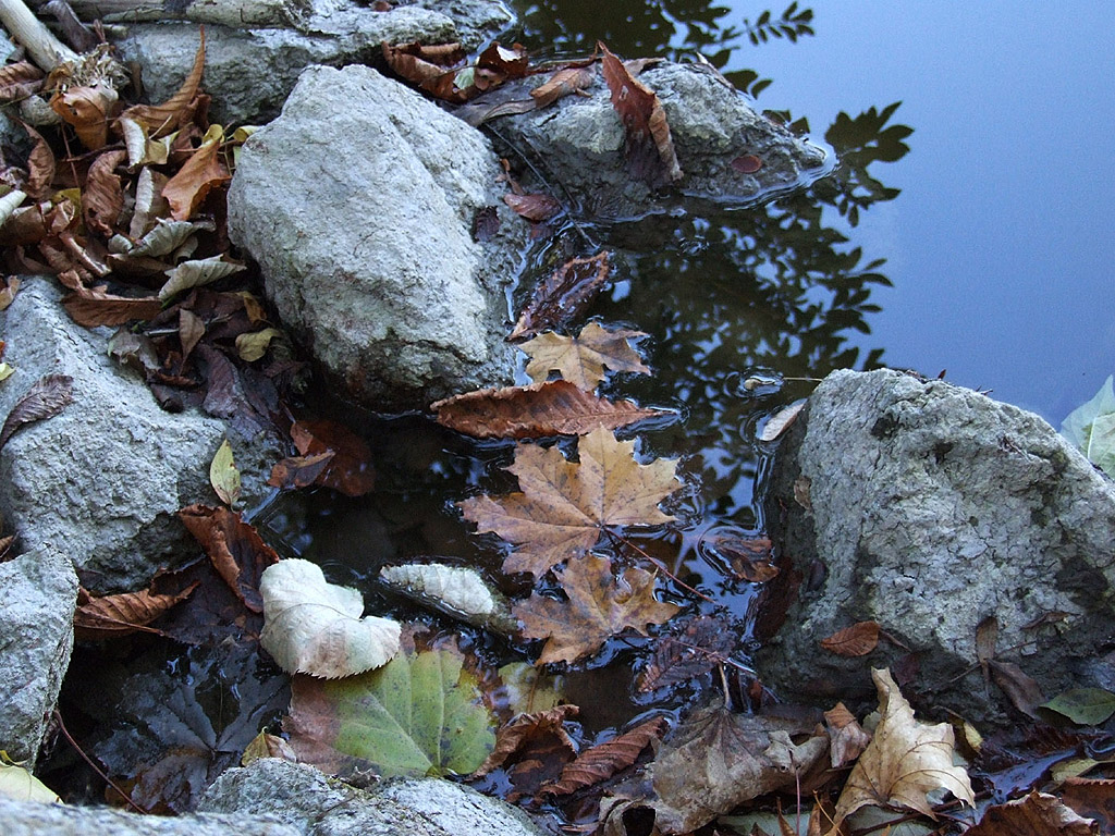 Herbst - Kostenloses Hintergrundbild