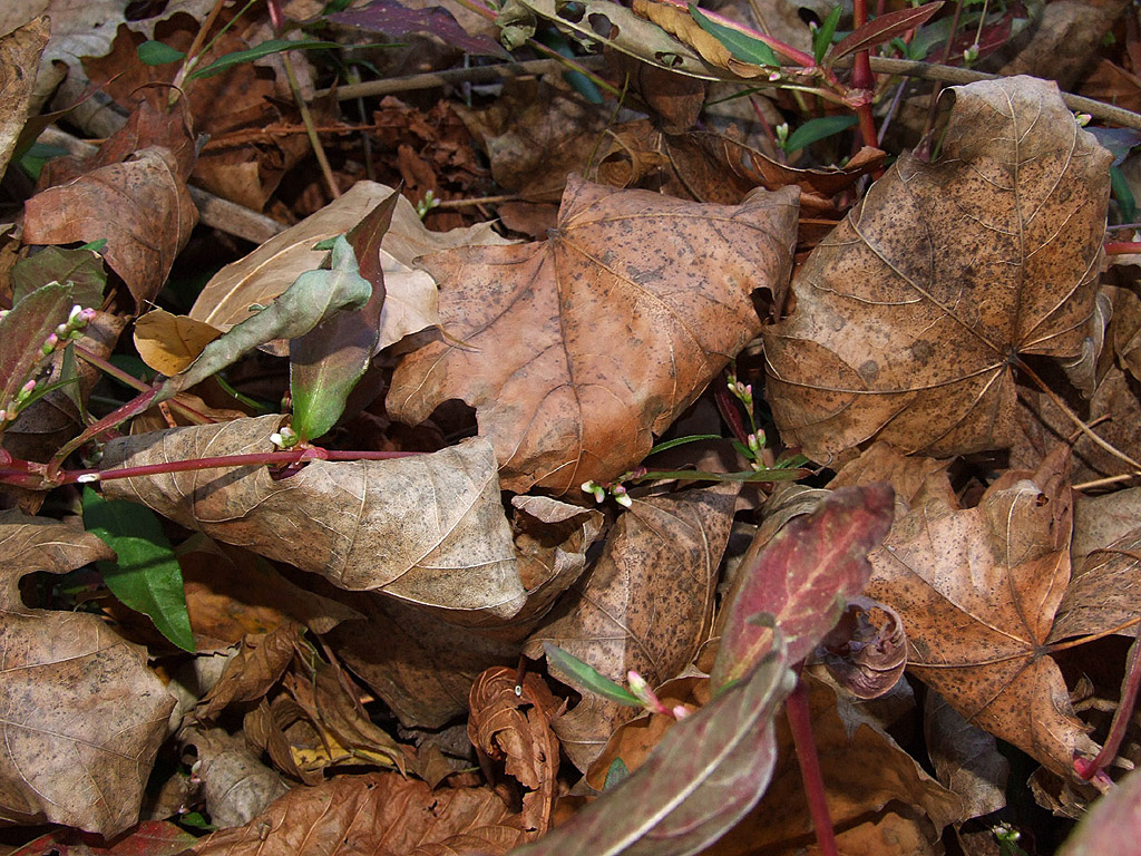 Herbst - Kostenloses Hintergrundbild