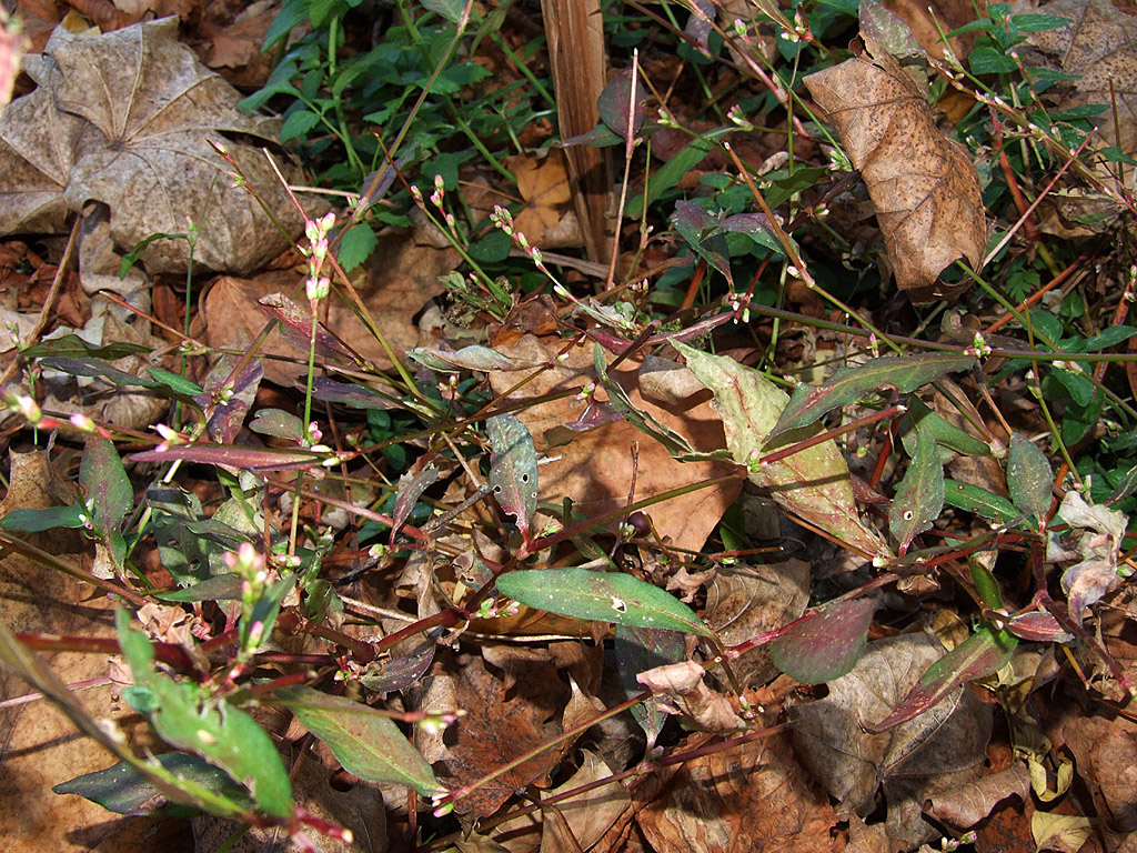 Herbst - Kostenloses Hintergrundbild