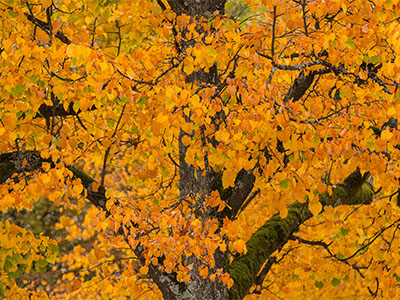 Herbstbaum