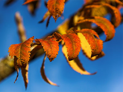 Herbstblätter