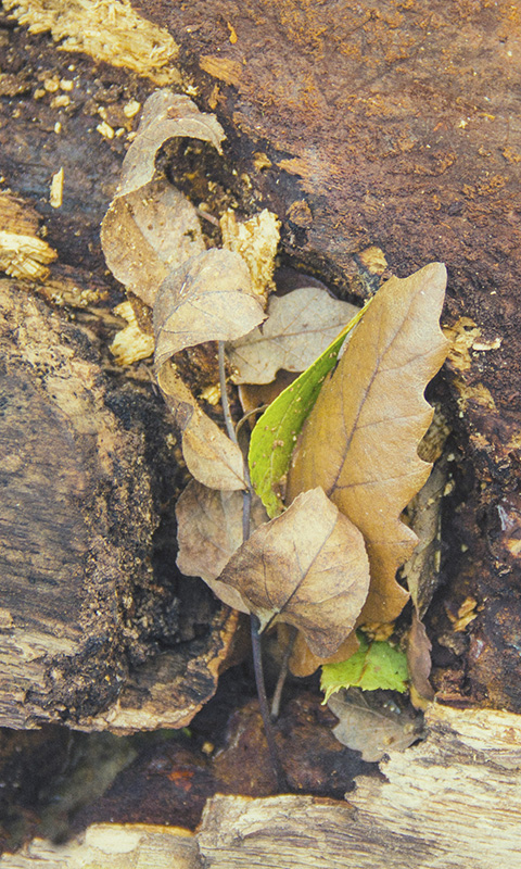 Herbstblatt