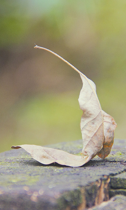 Herbstblatt