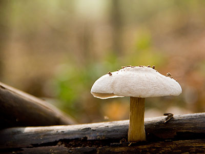 Herbstwald Nahaufnahme