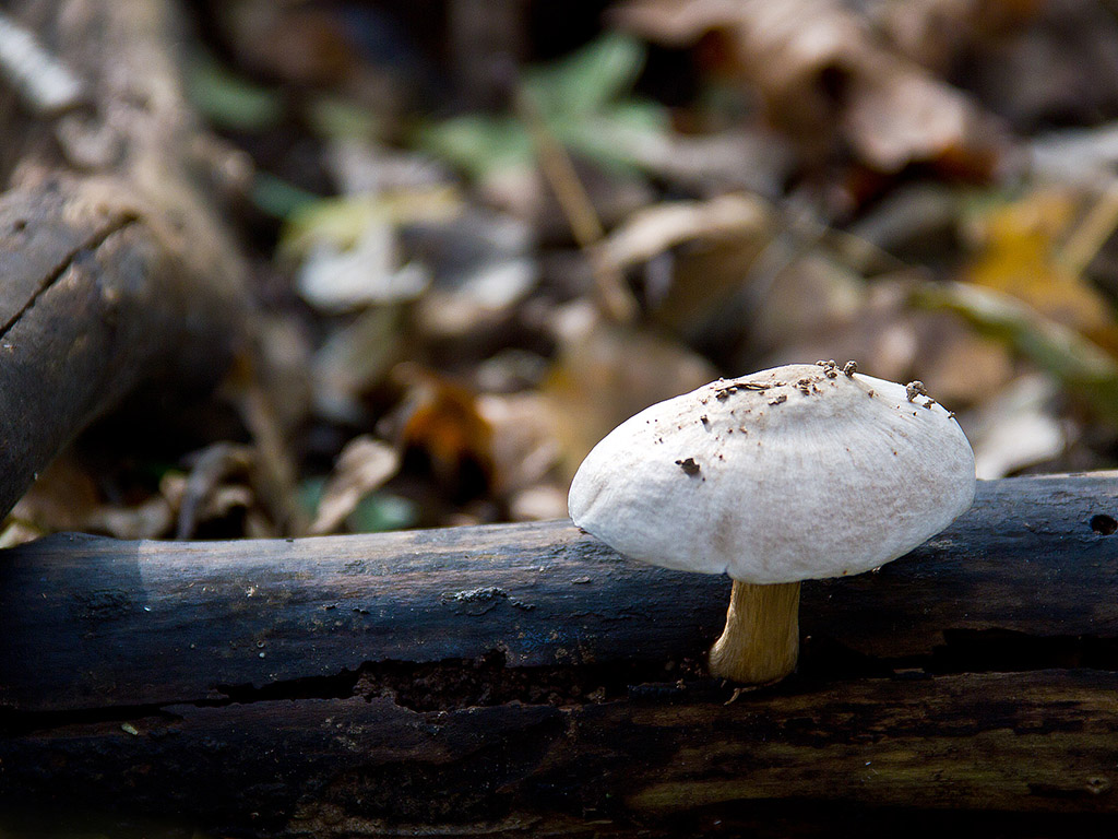 Herbstwald Nahaufnahme