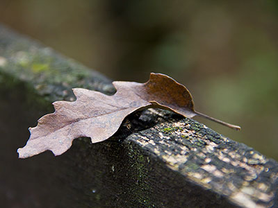 Herbstwald Nahaufnahme