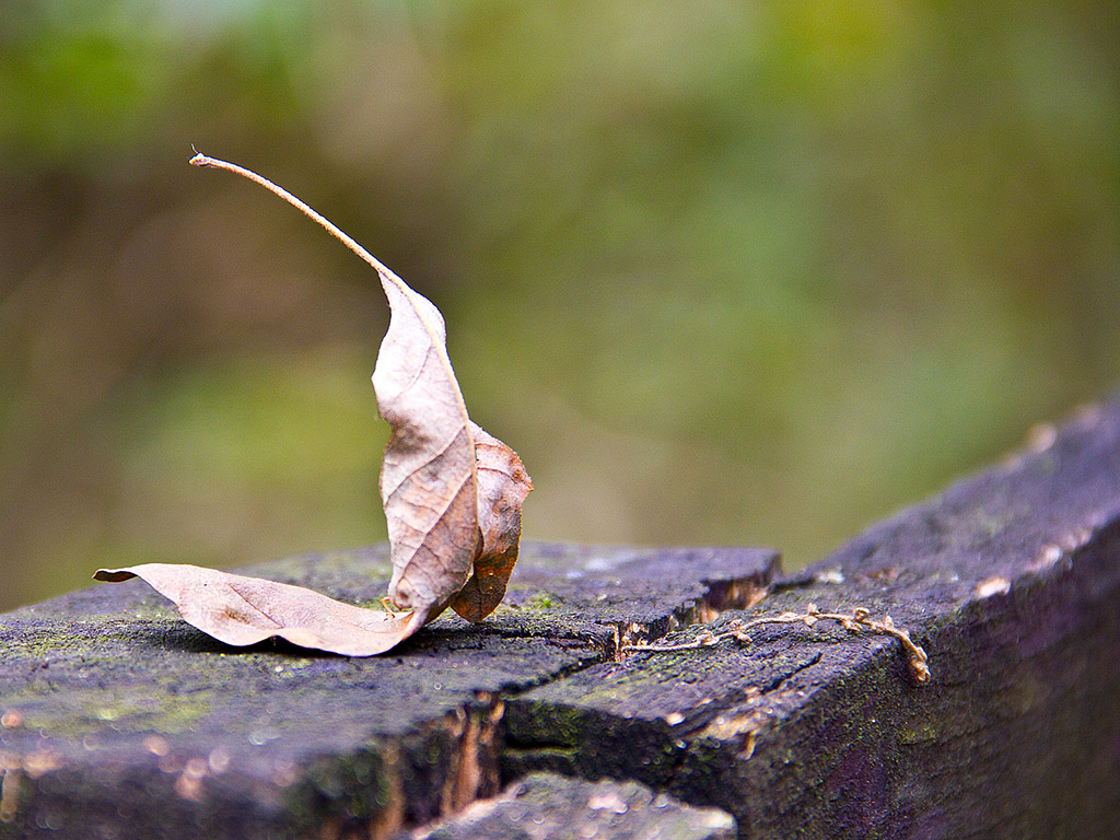 Herbstwald #006