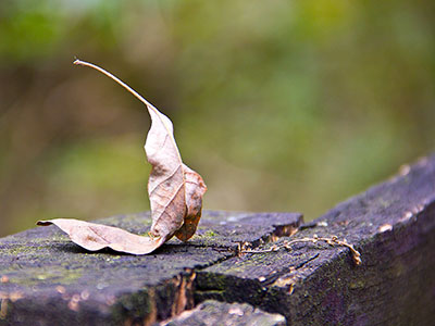 Herbstwald