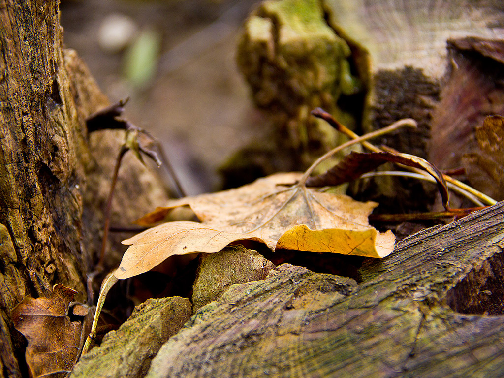 Herbstwald Nahaufnahme