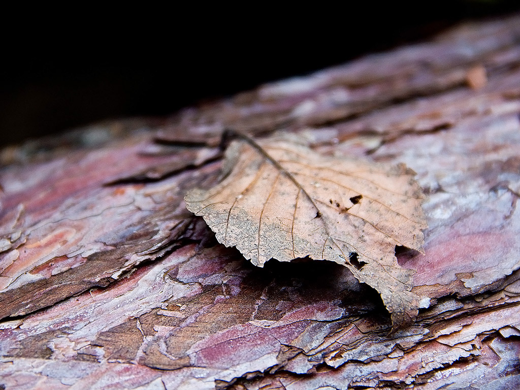 Herbstwald Nahaufnahme