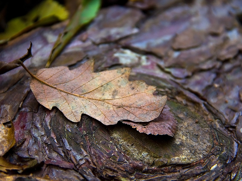 Herbstwald Nahaufnahme