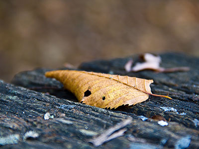 Herbstwald Nahaufnahmen