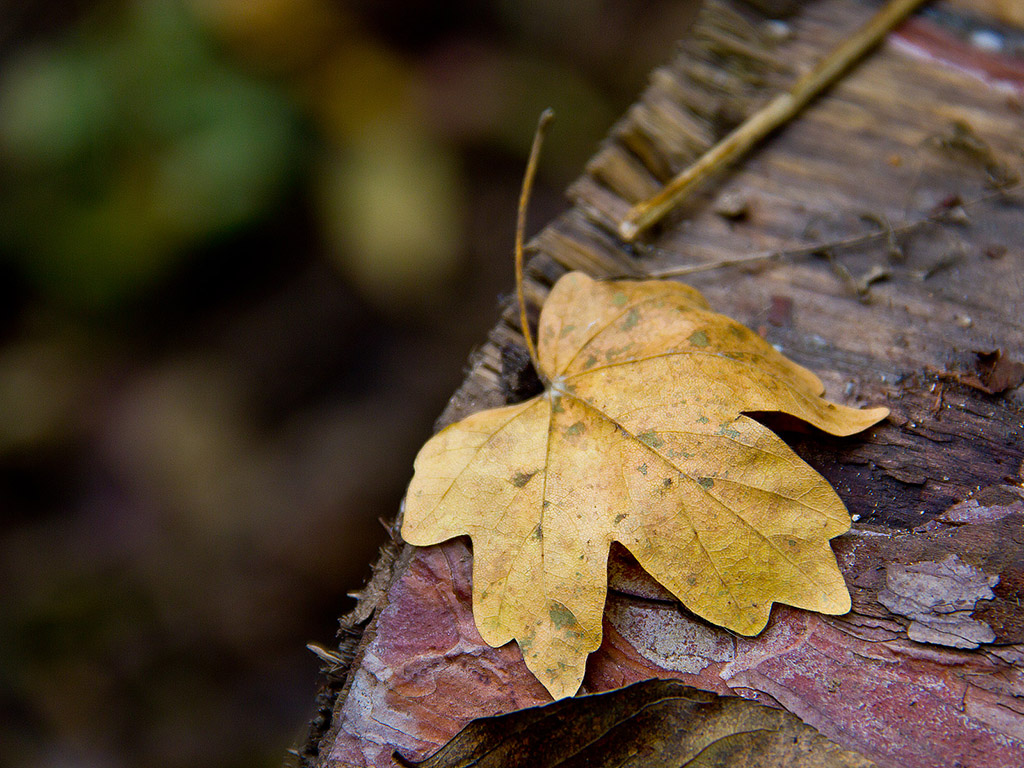 Herbstwald Nahaufnahme