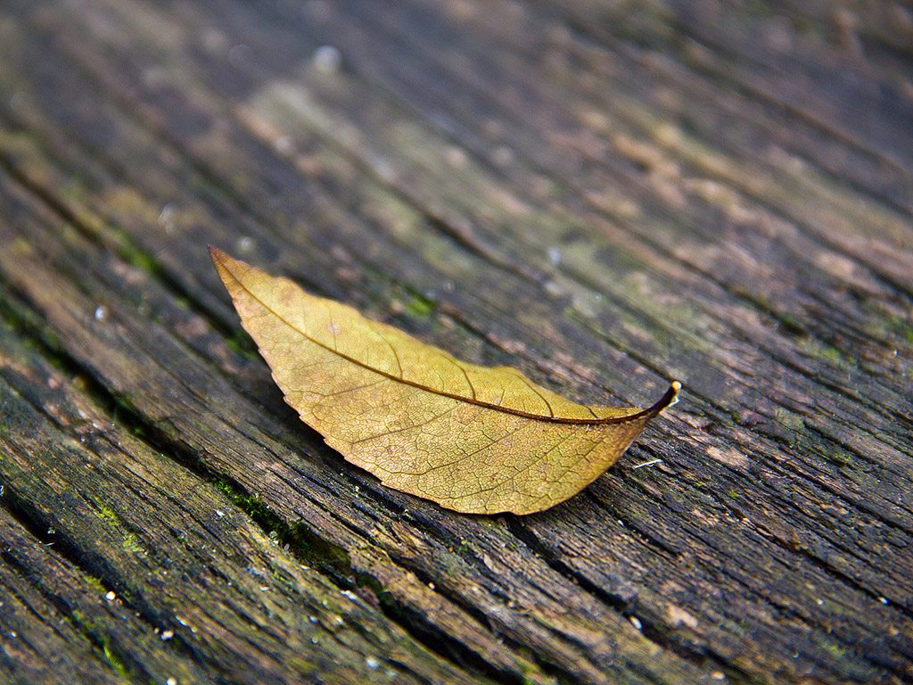 Herbstwald Nahaufnahme