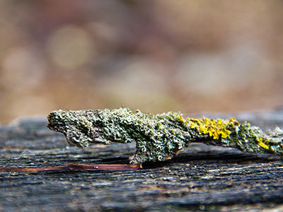 Herbstwald