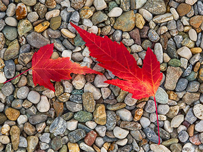 Rote Herbstblätter