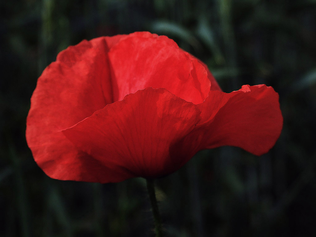 Klatschmohn, Sommer, Blume, rot