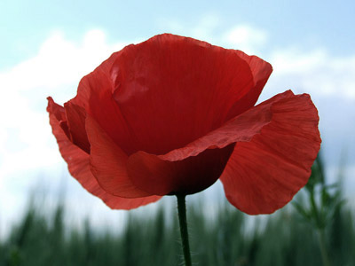 Blühende Klatschmohn - Sommer