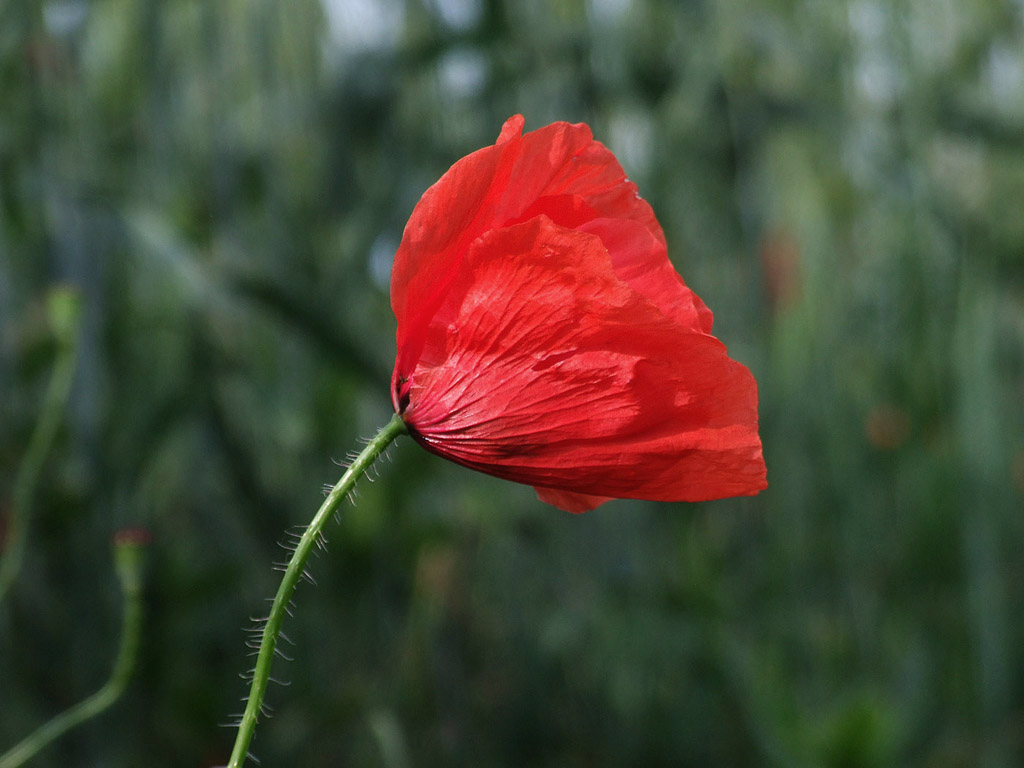 Klatschmohn, Sommer, Blume, rot