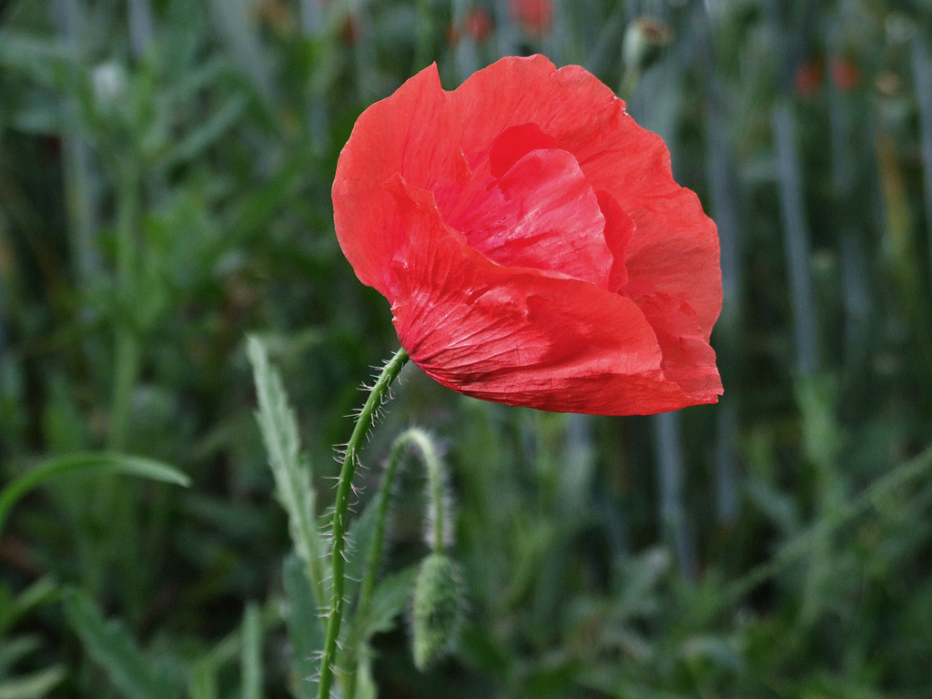 Klatschmohn, Sommer, Blume, rot