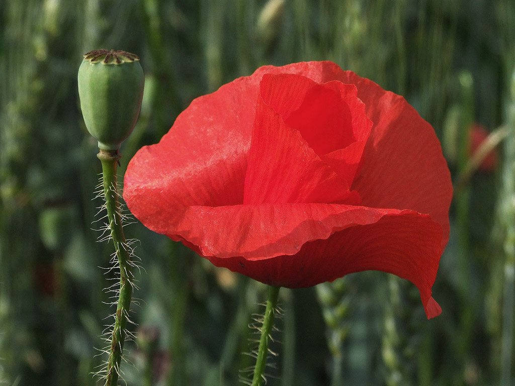 Klatschmohn, Sommer, Blume, rot